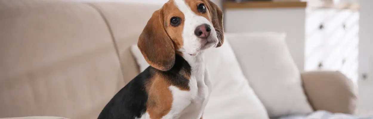 MJ the beagle : une compétition qui a du chien